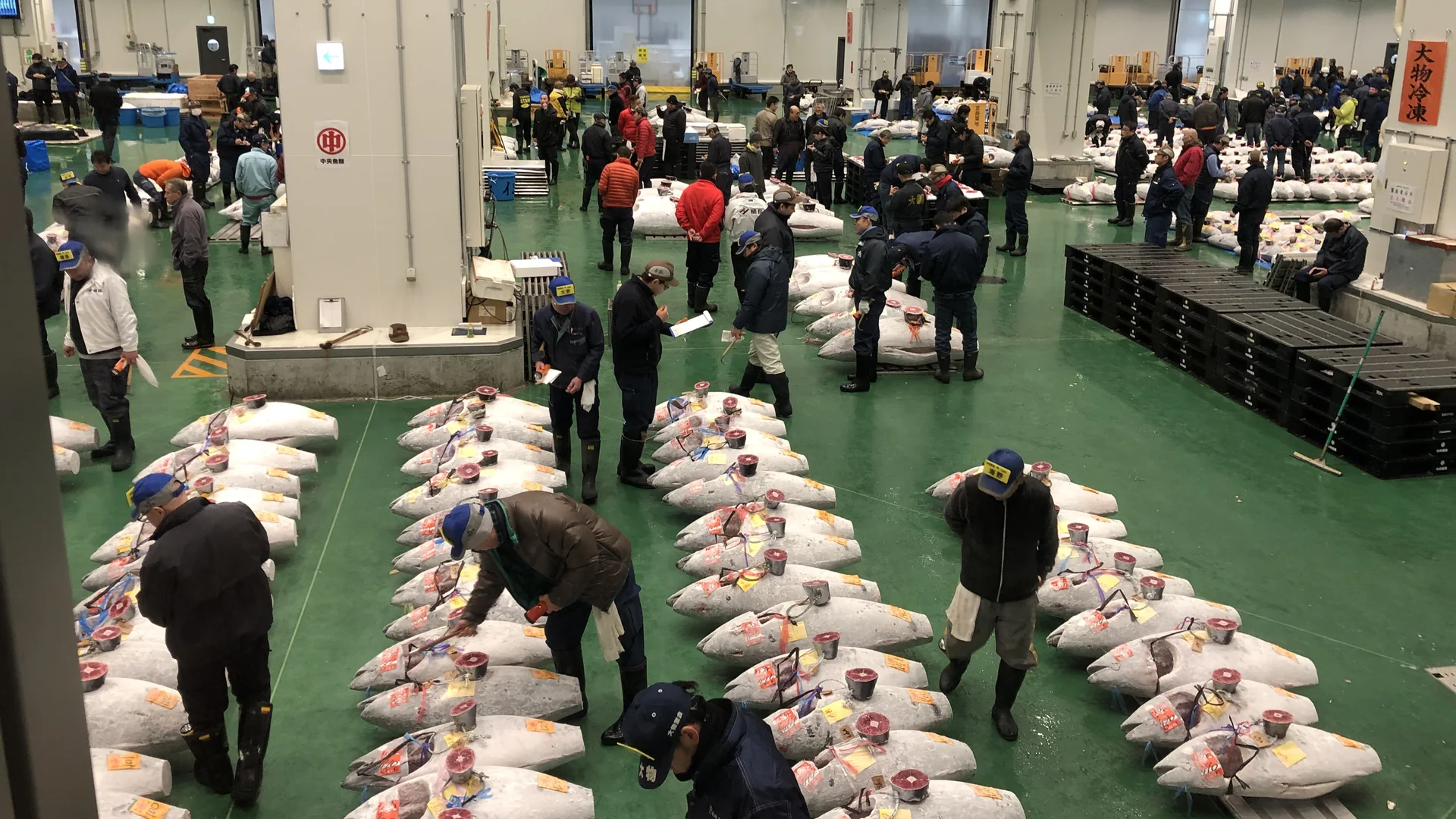 Rows of frosted whole bluefin tuna laid out under white light on the Toyosu Market auction floor, with buyers and auction staff inspecting them before dawn